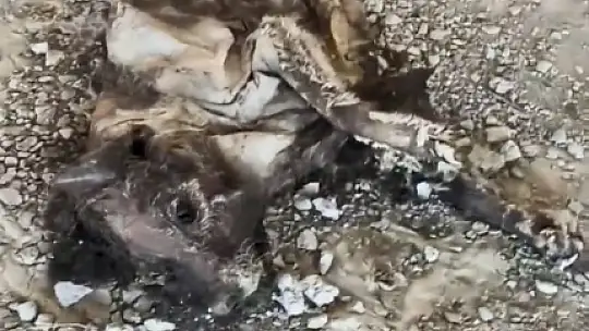 Çocuklar tarafından bulundu