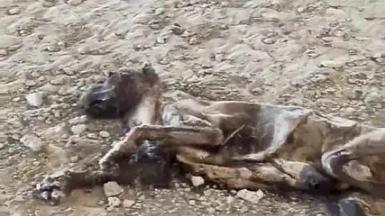 Çocuklar tarafından bulundu
