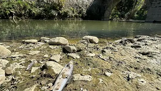 Irmakta toplu balık ölümleri