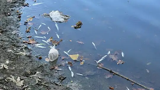 Irmakta toplu balık ölümleri