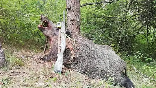 Avcıları oldukça uğraştırdı