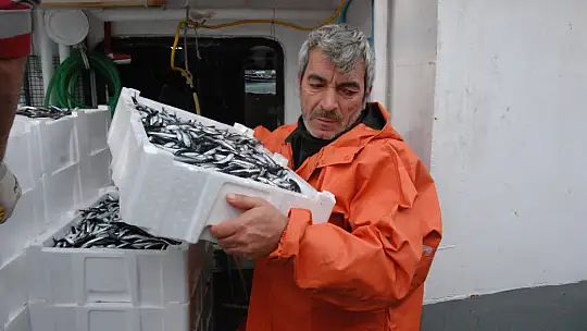 Amasra'da hamsi bereketi başladı
