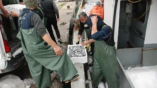Amasra'da hamsi bereketi başladı