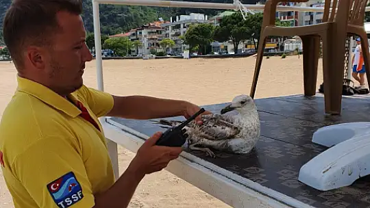 İnkumu sahilinde yaralı halde bulundu