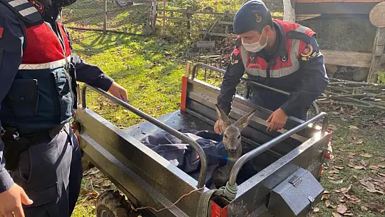 Yaralı karacaya Jandarma şefkati