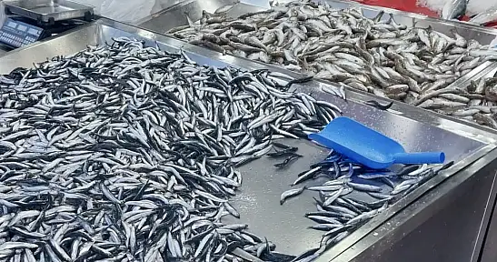 Hamsiye mezgite doyacaksınız