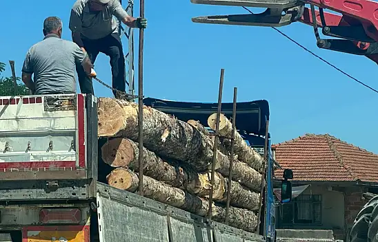 50 çam ağacımız göz göre göre kesildi!