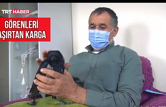 Bartın'da görenleri şaşırtan karga