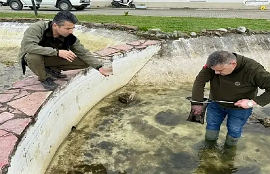 Bartın'da ilginç canlı
