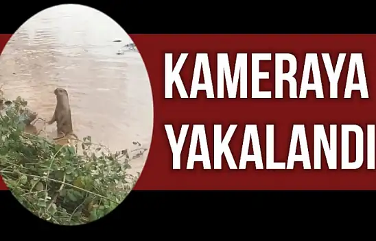 Bir anda ortaya çıktı