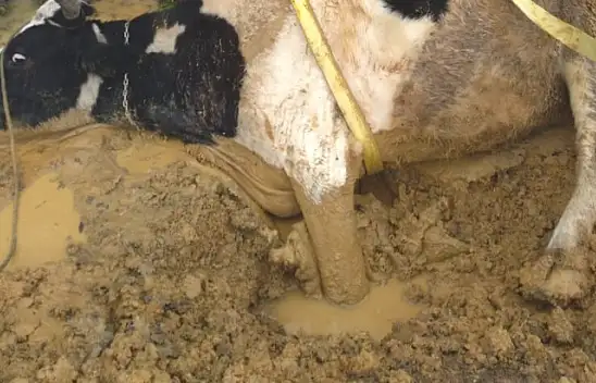 Çamura saplanan inek mahsur kaldı