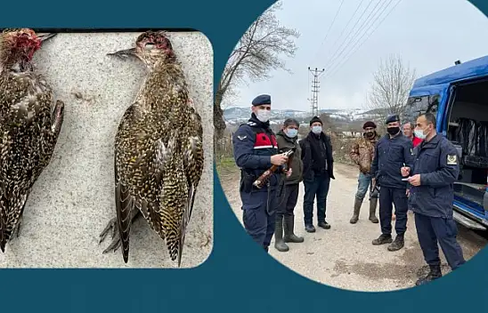 Koruma altındaki kuşları vurdular