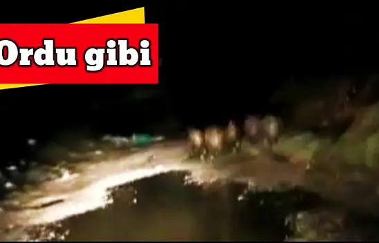 Vahşi doğada safari gibi