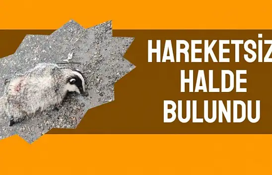 Yol kenarında bulundu