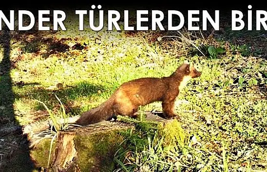 Ağaç sansarı Bartın'da ilk kez görüntülendi