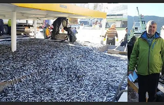 Amasrada tonlarca hamsi yakalandı