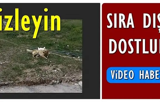 Bartın'da sıra dışı dostluk