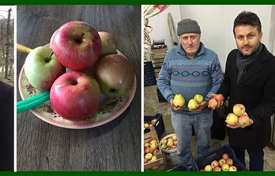 Bartın elmasına bayılacaksınız