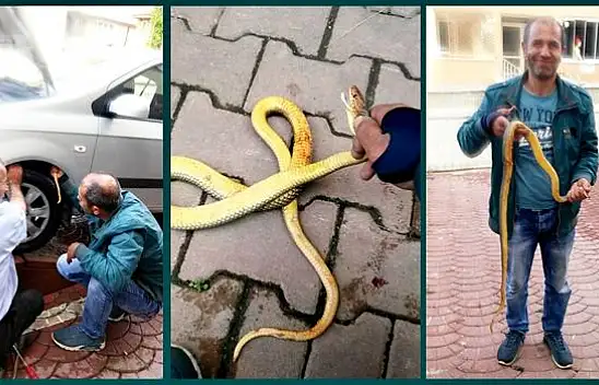 Çamurluğa giren yılanı eliyle çıkardı