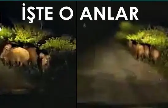 Domuzlarla göz göze geldi