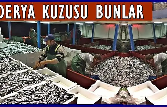Hamsi sezonu açıldı, ilk tekne limana döndü
