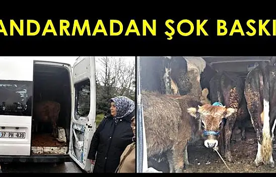 Hayvan hırsızları böyle yakalandı
