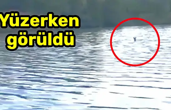 Irmakta yüzen karaca