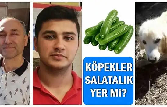 Köpekler salatalık yer mi?
