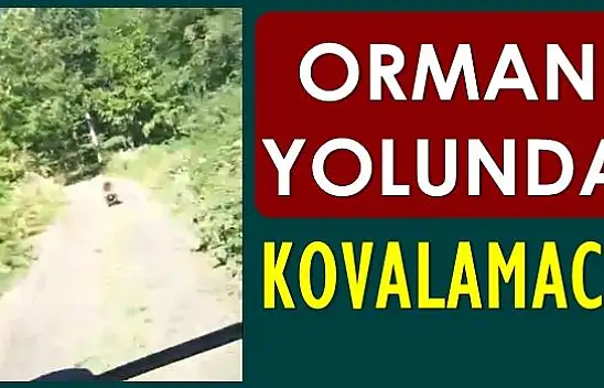 Orman yolunda önlerine ayı çıktı