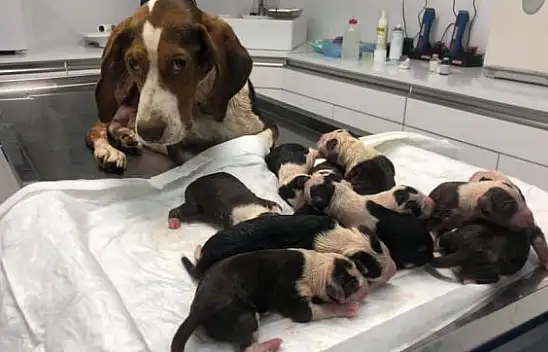 Ortalık sesten yıkıldı