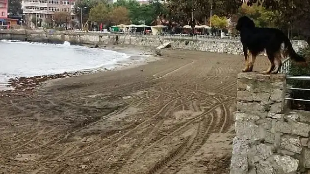 Amasra sahili çöpten temizlendi