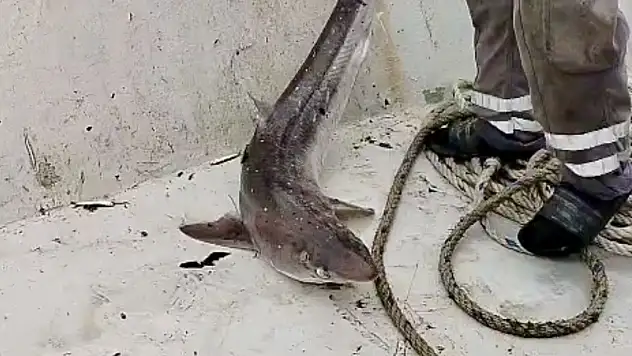 Bartın'da yine köpek balığı