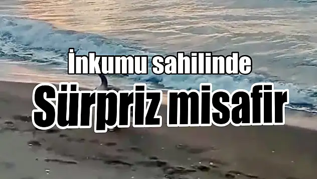 İnkumu sahilinde şaşırtan misafir