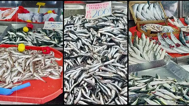 Her bütçeye uygun balık var!