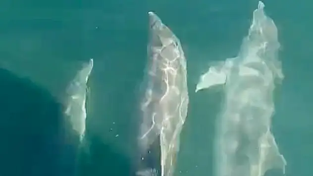 Kurucaşile açıklarında sevimli misafirler