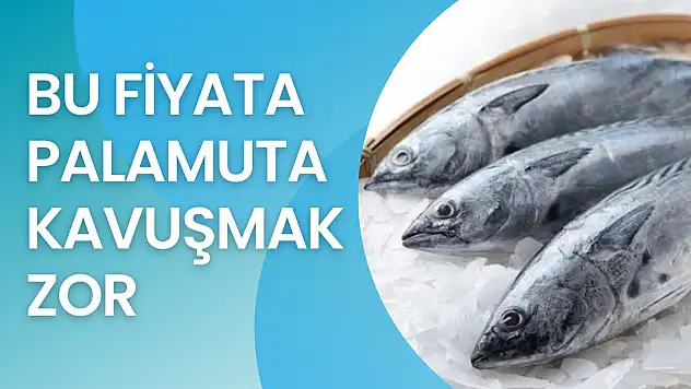 Palamut bir göründü pir göründü