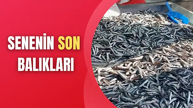 Yılın son balıkları satışta