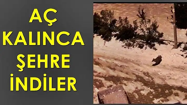 Yiyecek bulamayınca şehre indiler