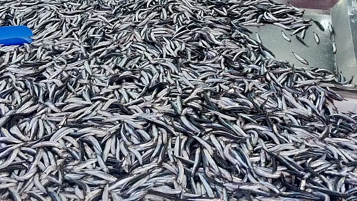 Fiyatlar asansör misali