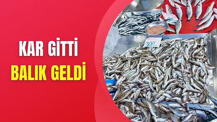 Tekir bugün çok farklı