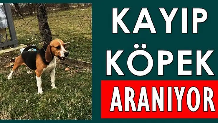 20 gündür kayıp, bulana ödül var!
