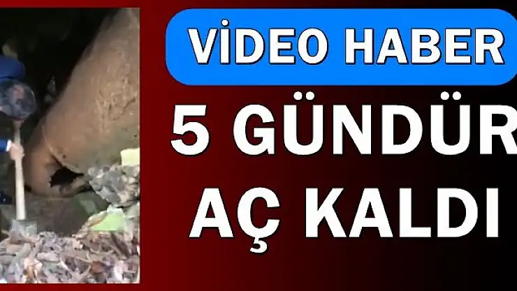 5 gündür kayıptı, bakın nerde bulundu!