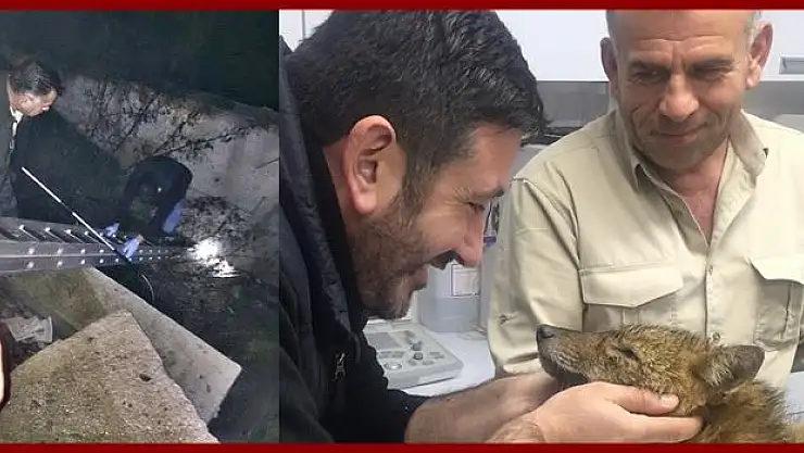 Aç kalan tilki şehre indi, kanala düştü
