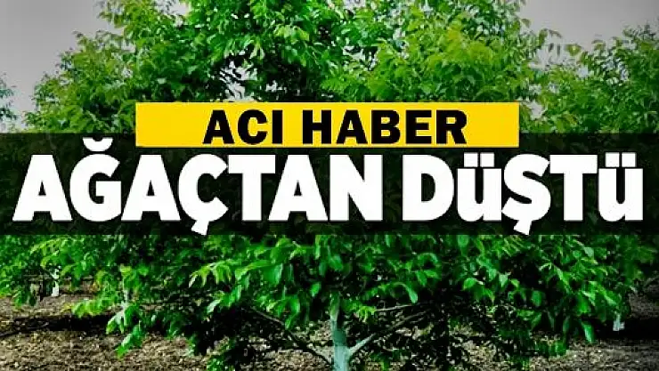 Ağaç budarken canından oldu