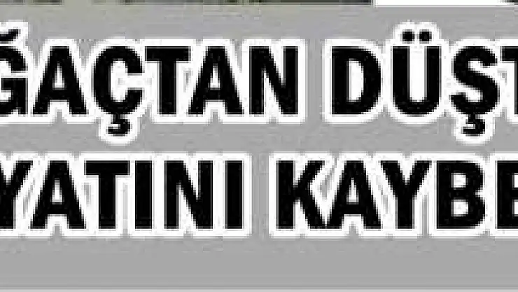 Ağaç Budarken Düşüp Öldü