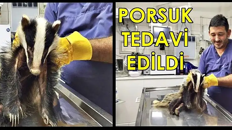 Allerji olan Porsuk Tedavi Edildi