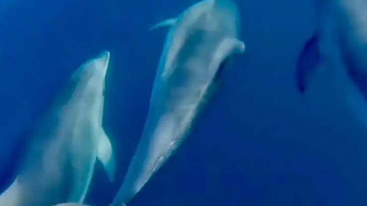 Amasra'da sürpriz misafirler