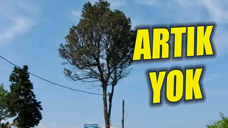 Amasra'nın Ağlayan Ağacı Artık Yok