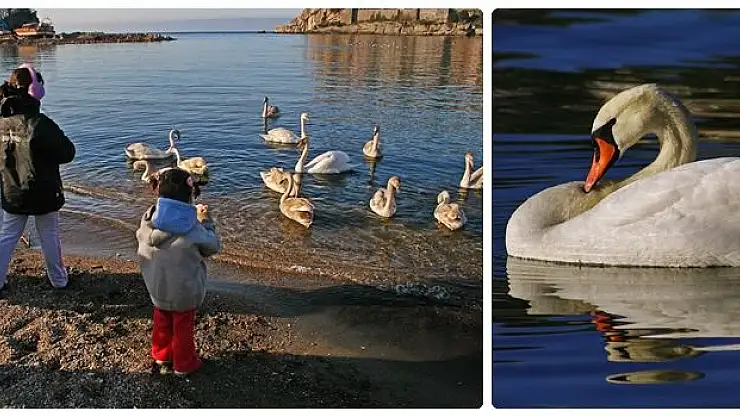 Amasra'nın yeni misafirleri kuğular oldu