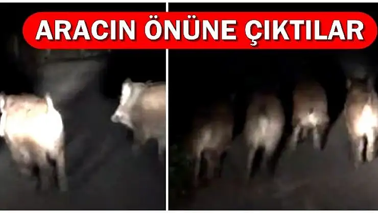 Aracın Önüne Domuz Sürüsü Çıktı